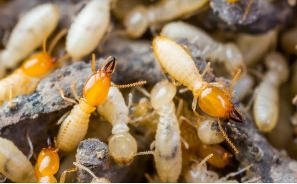 Termite Control in Delhi NCR